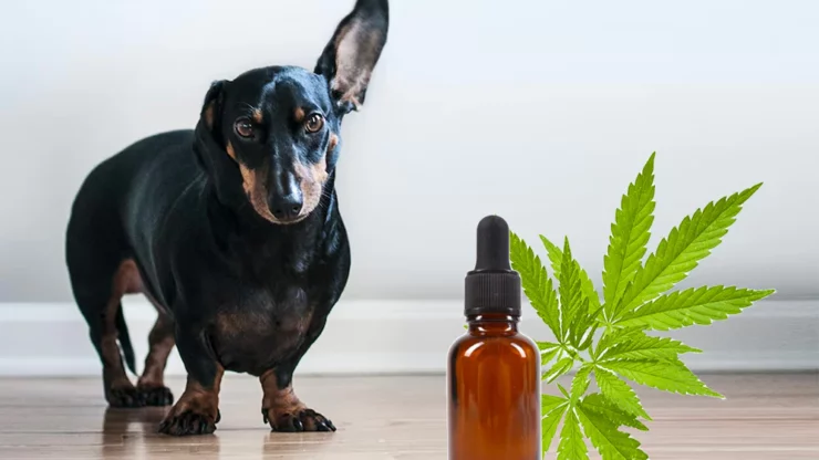 How To Identify A Reliable Vendor To Buy CBD Oil For Dogs