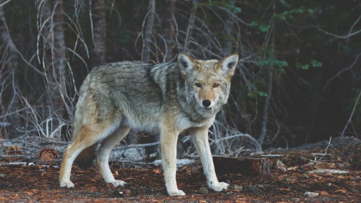 Photo Norse wolf